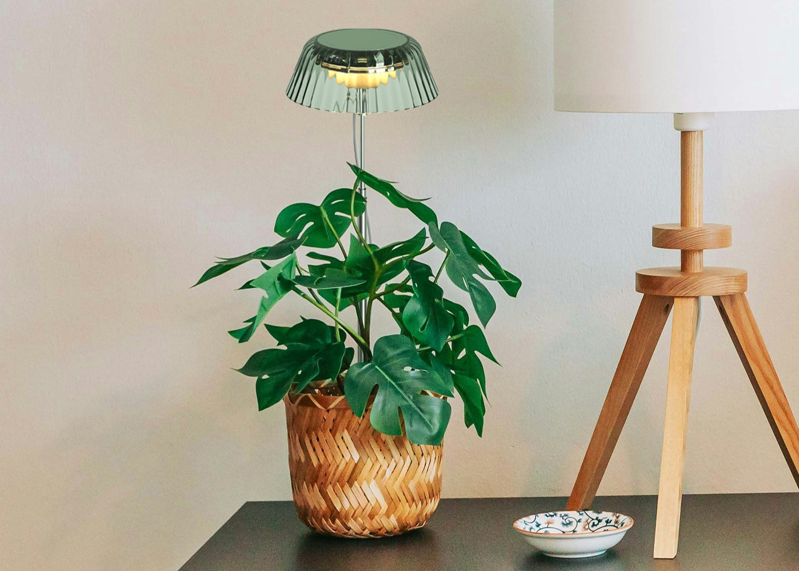 Top 5 Indoor Plants That Thrive Under Grow Lights