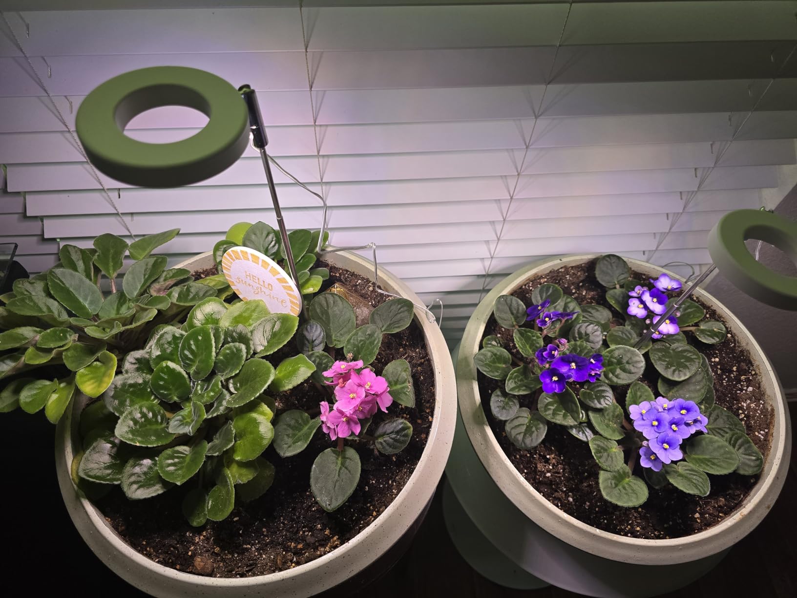 Start Your Indoor Vegetable Garden Early with Grow Lights