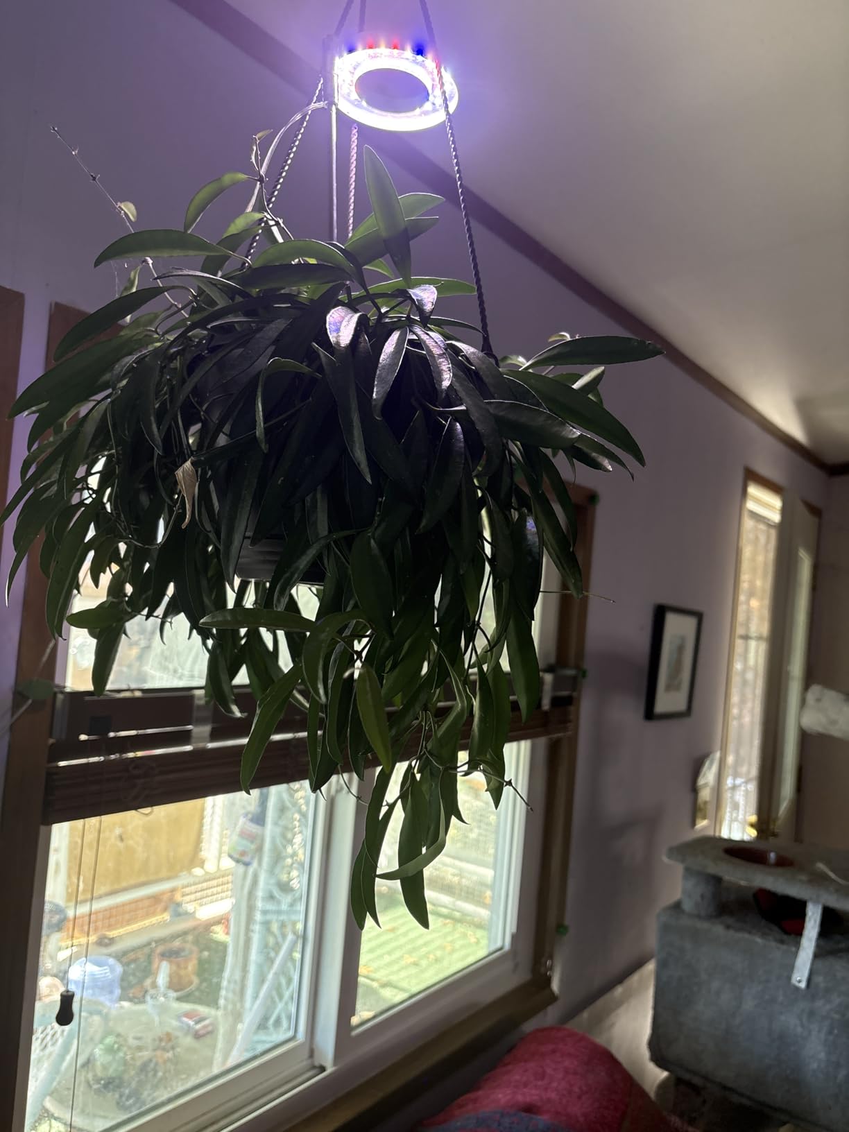 Common Indoor Plant Problems in January and How Grow Lights Can Help
