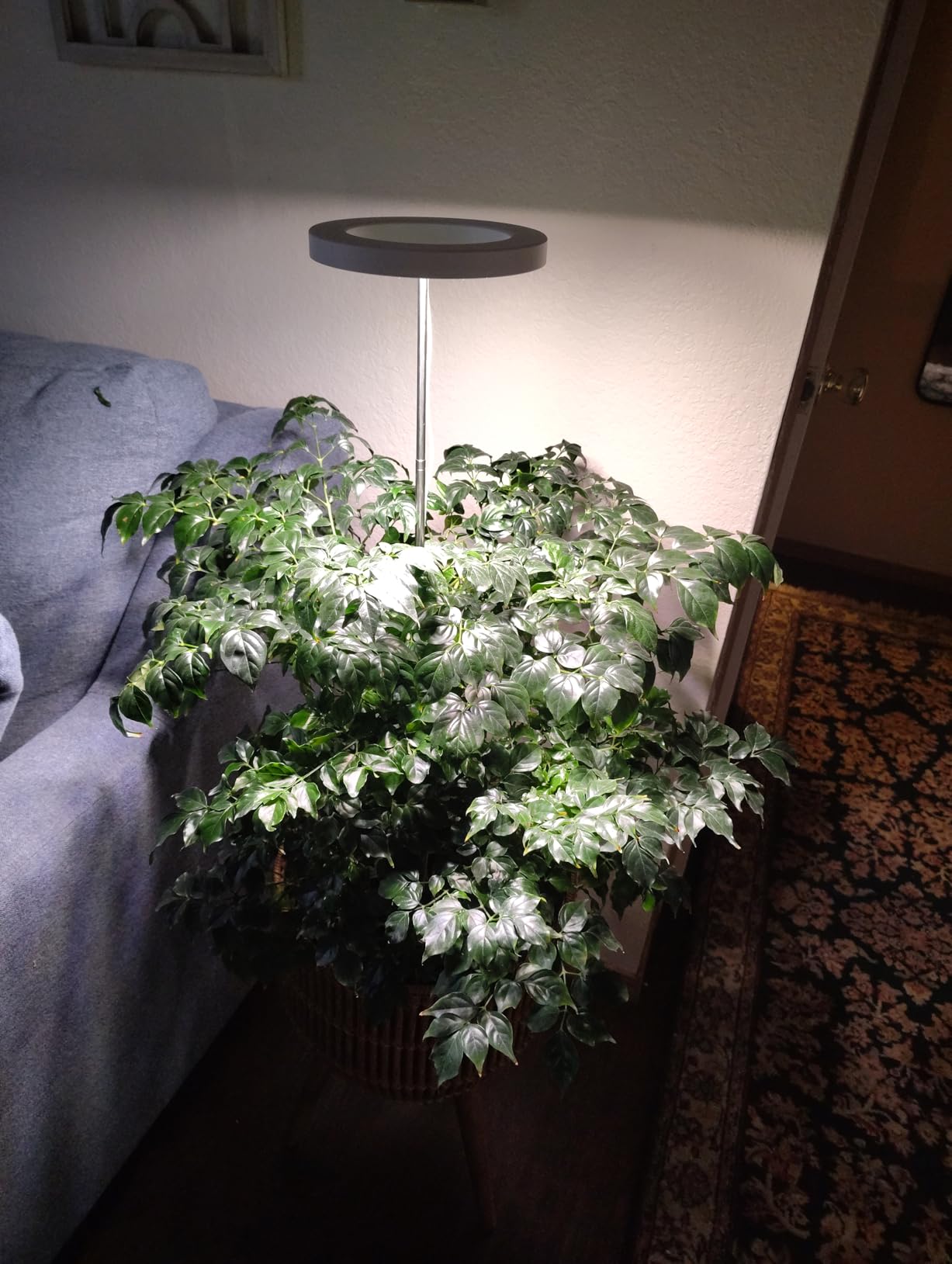 Top Winter Plant Care Tips for February