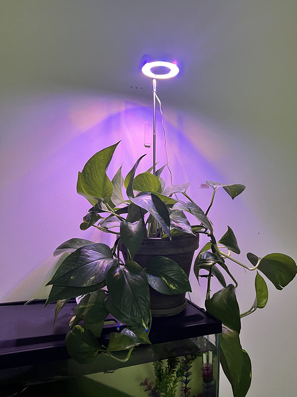 Decorate Your Workspace with Indoor Plants and Grow Lights