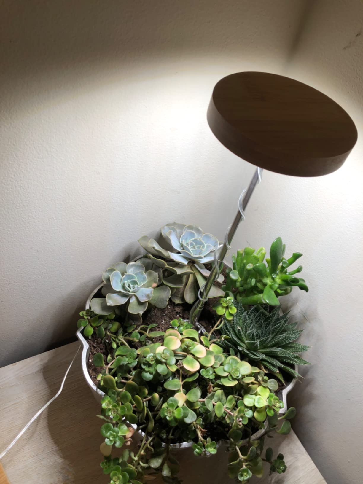 The Benefits of Brightness - Adjustable Plant Lights