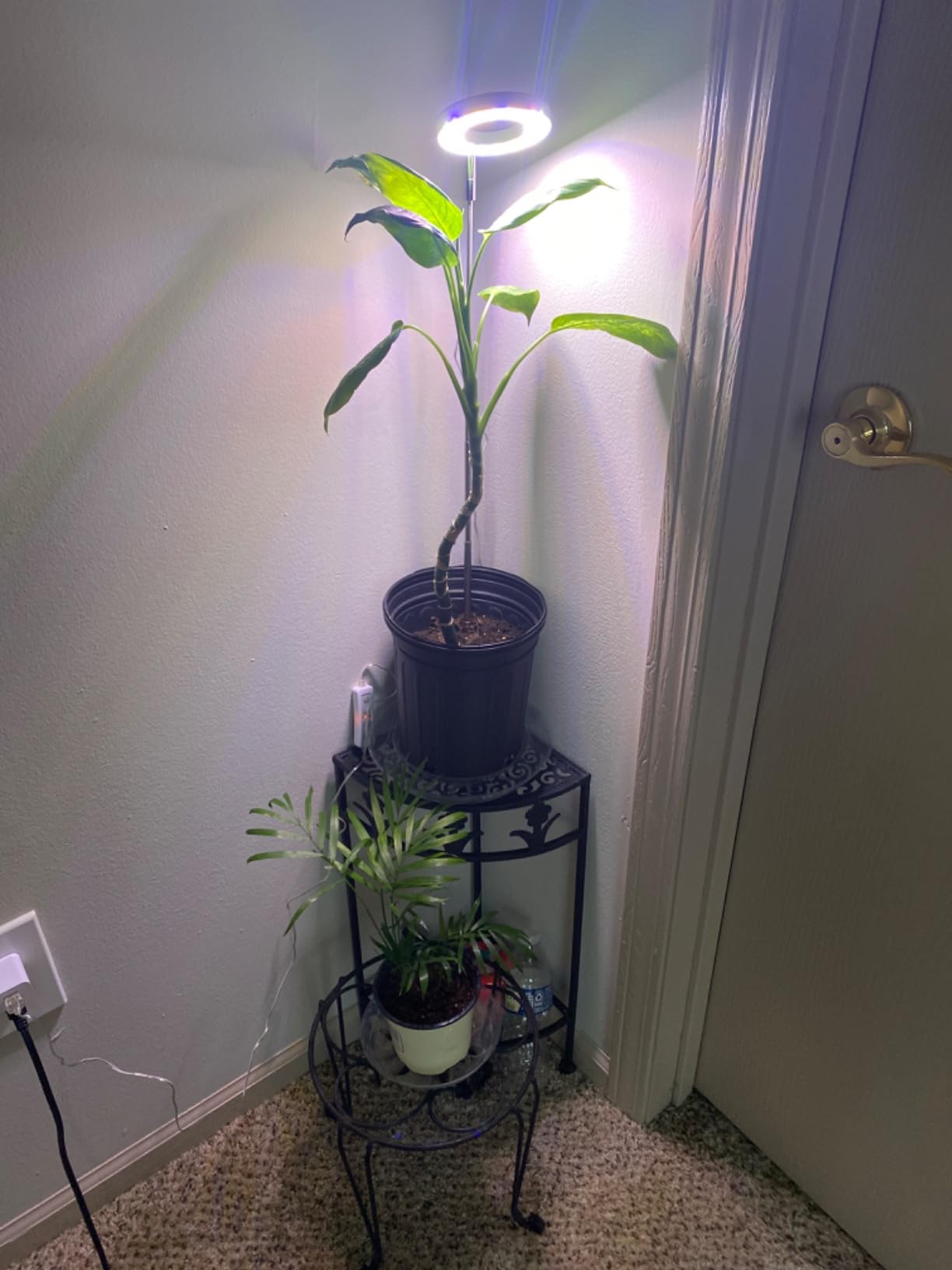 Summer: The Ideal Time to Address Indoor Sunlight Shortages with Plant Lights