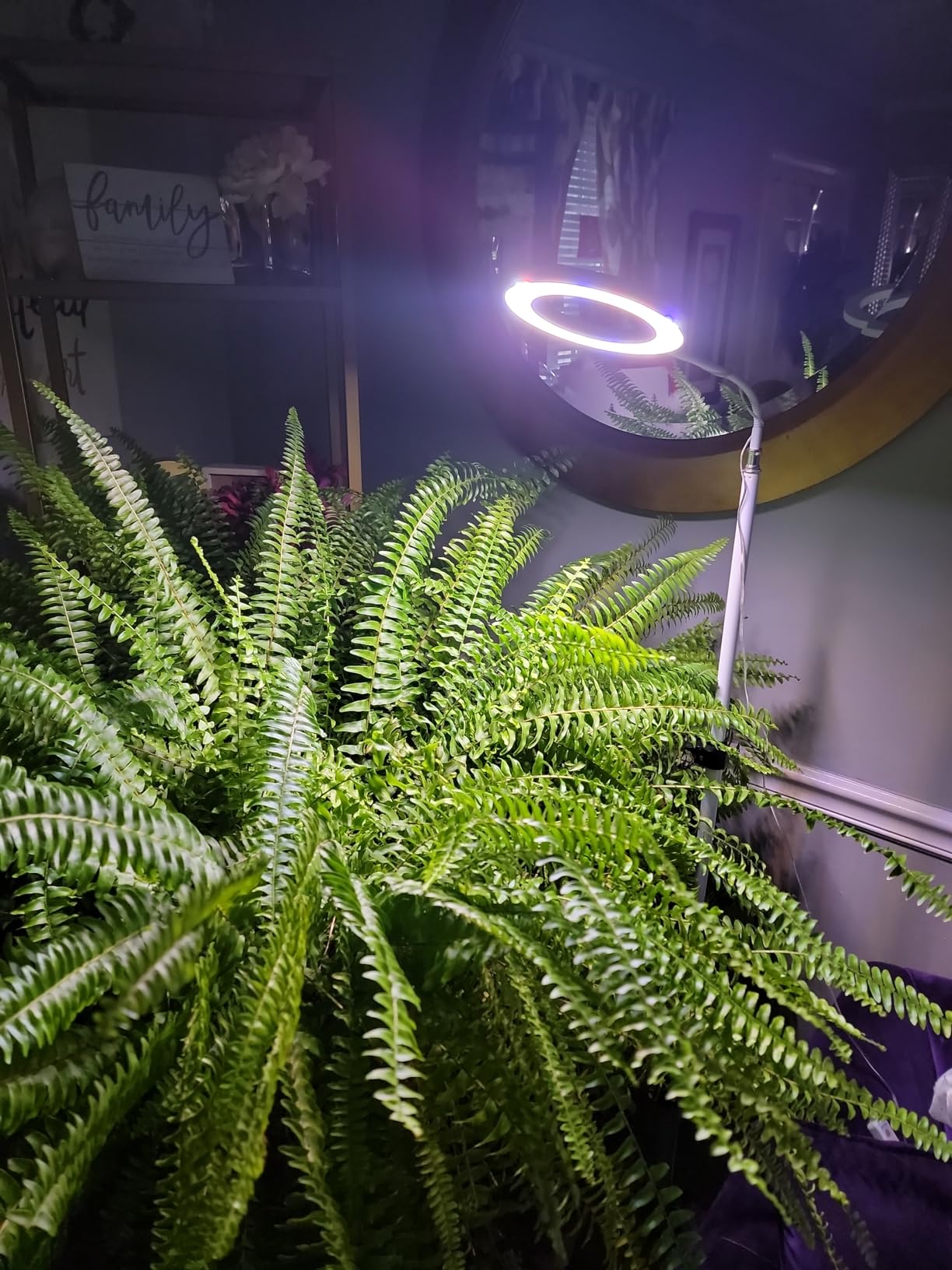 Mastering the Art of Creating Ideal Lighting for Plants with Plant Lights
