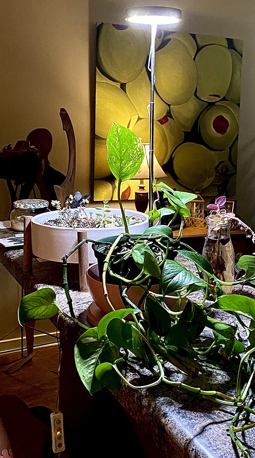 Exploring the World of Plant Lights: A Comprehensive Guide