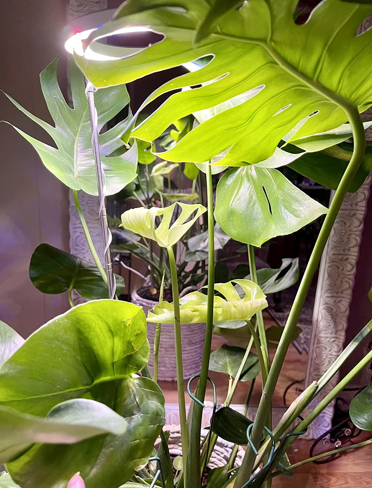 🌱 Best Grow Light Setup for Small Apartments