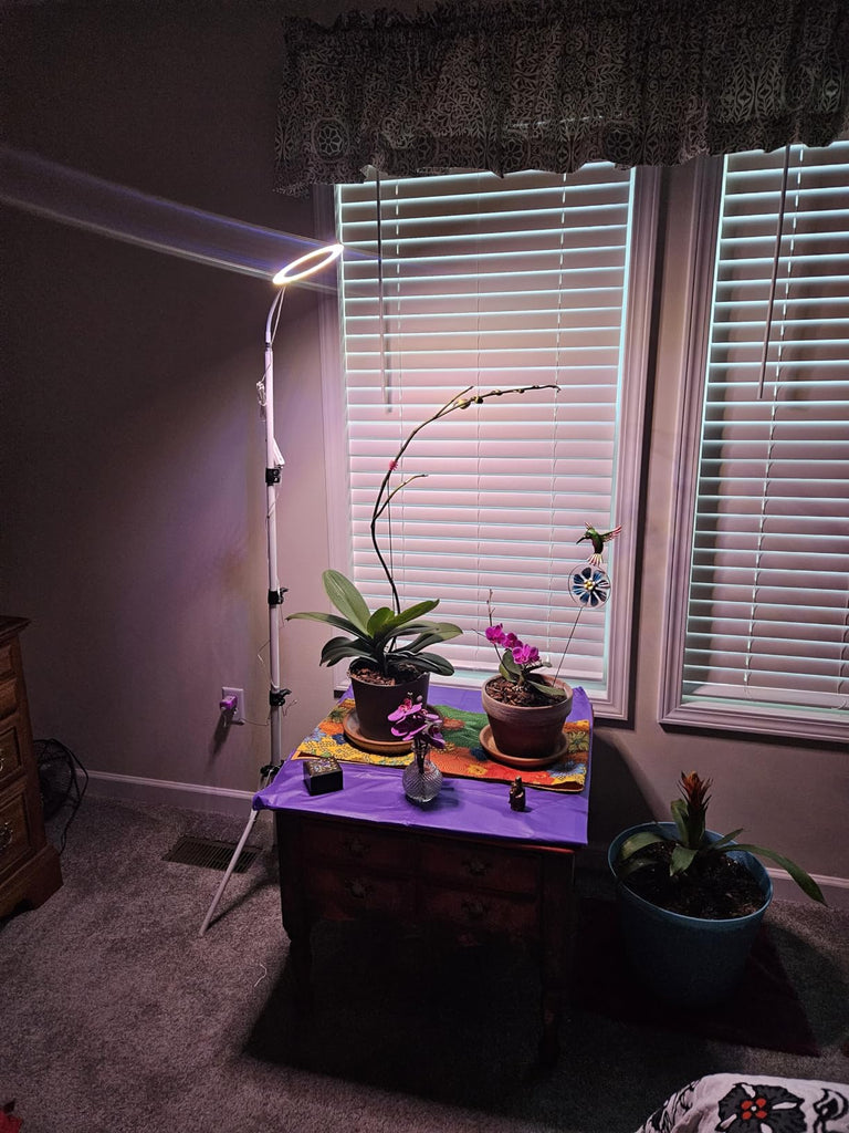 How Plant Lights Revolutionize the Growth of Your Indoor Garden