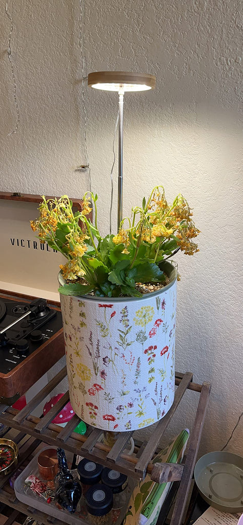 Summer: The Prime Time to Invest in Plant Lights