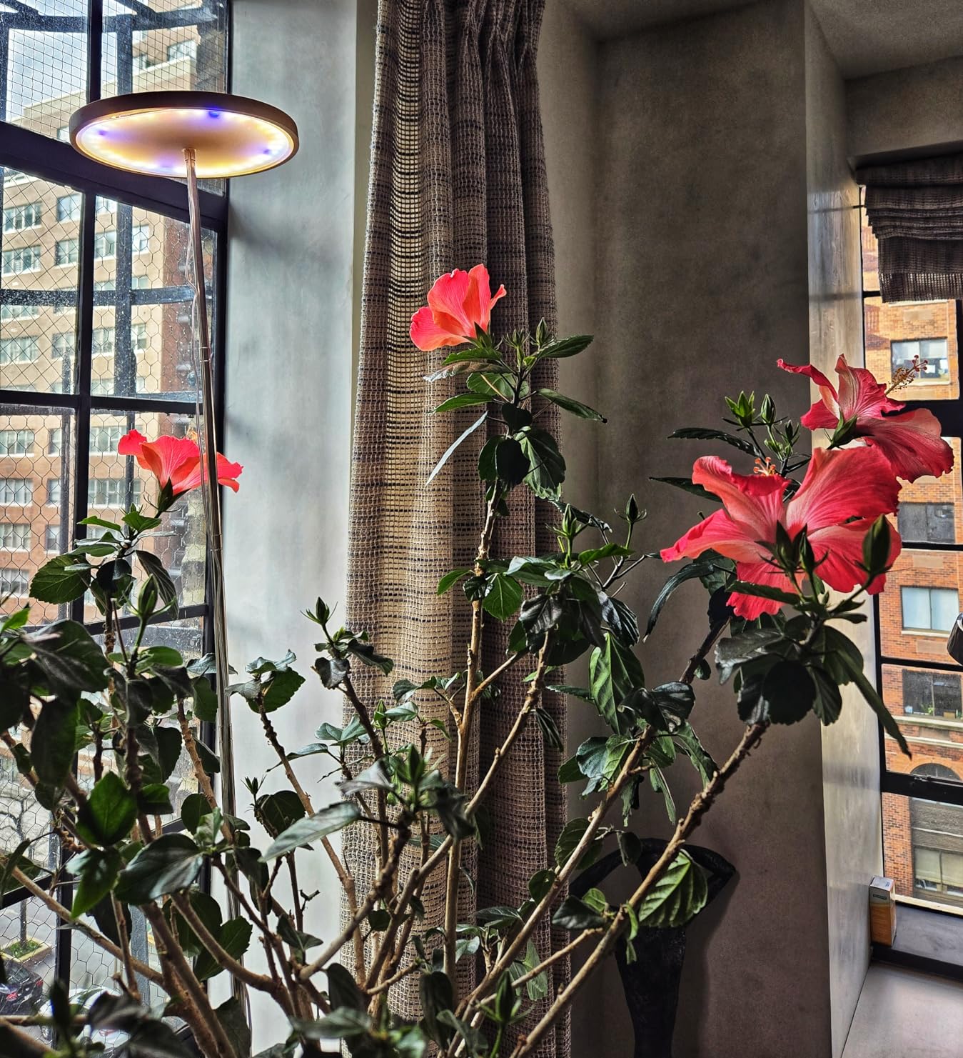 🌱 Grow Lights vs. Natural Sunlight: Which Is Better for Your Plants?