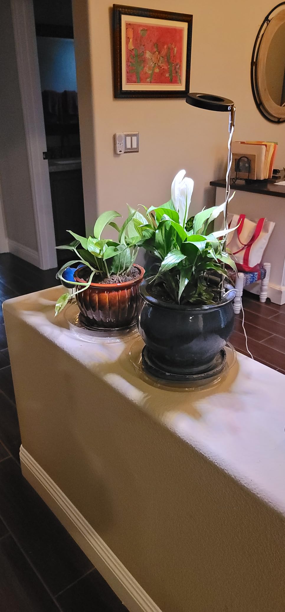 A Beginner's Guide to Successful Plant Growing