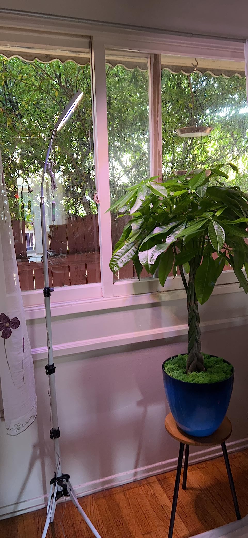 The Essentials of Plant Lighting Requirements