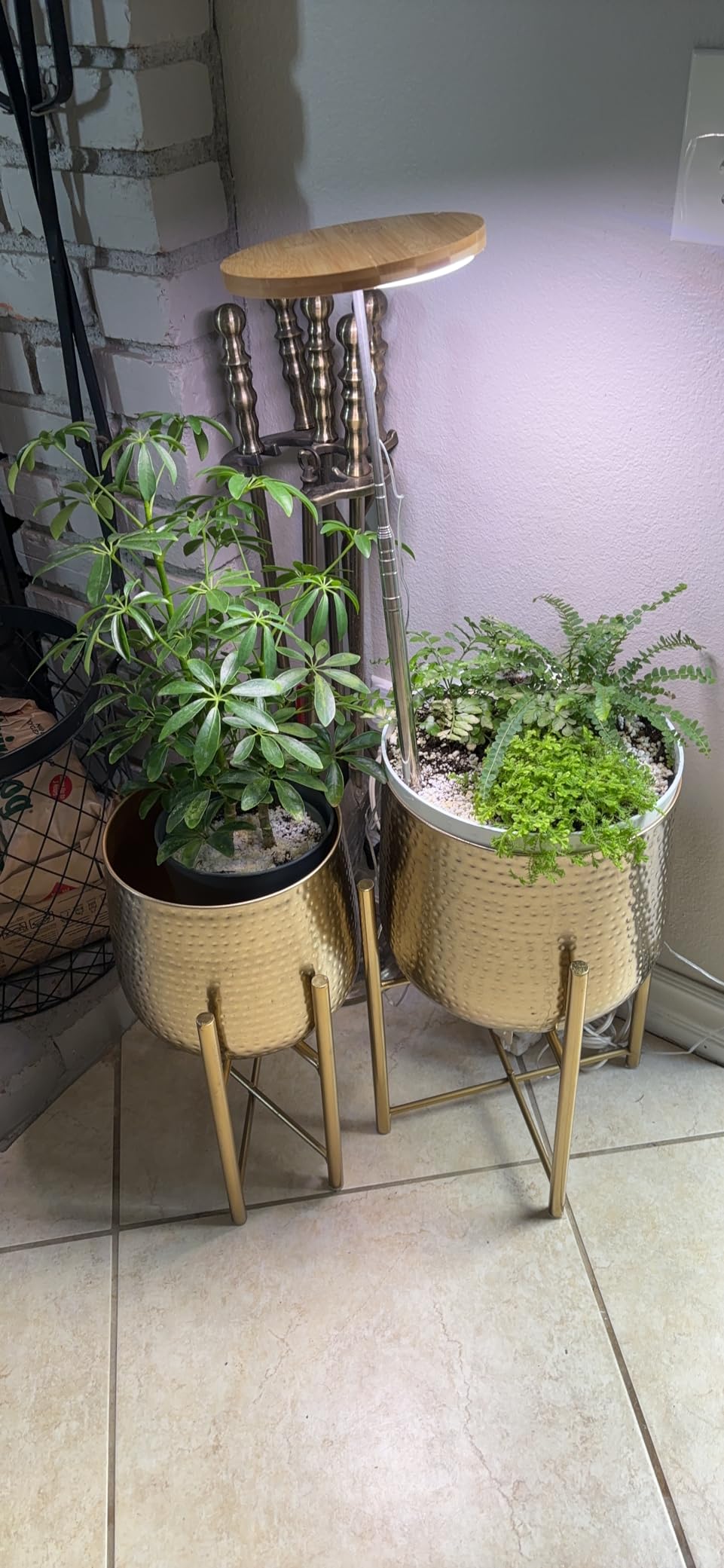 🌱 Small Space, Big Garden: Using Grow Lights in Apartments