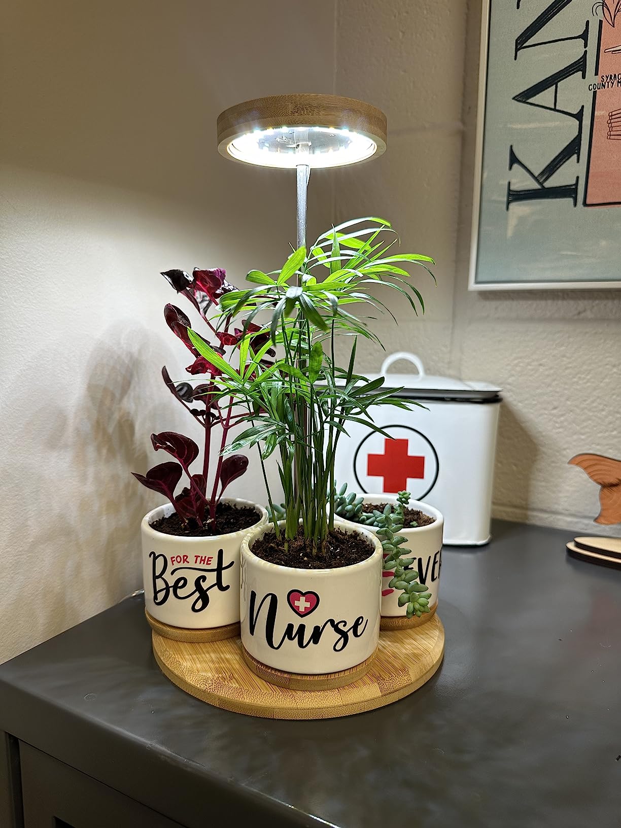 Grow Light for Low Light Apartments: A Complete Guide