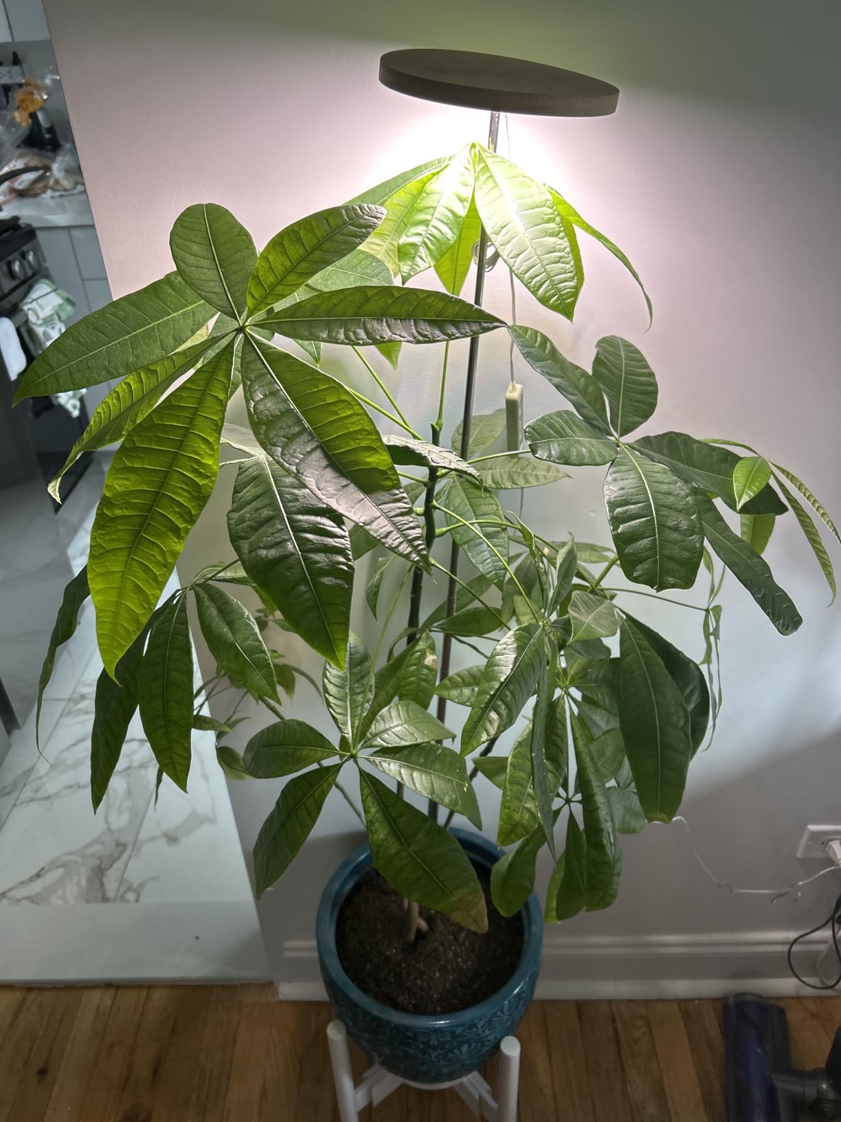Why Plant Grow Lights Are Perfect for Beginners: Light Made Simple