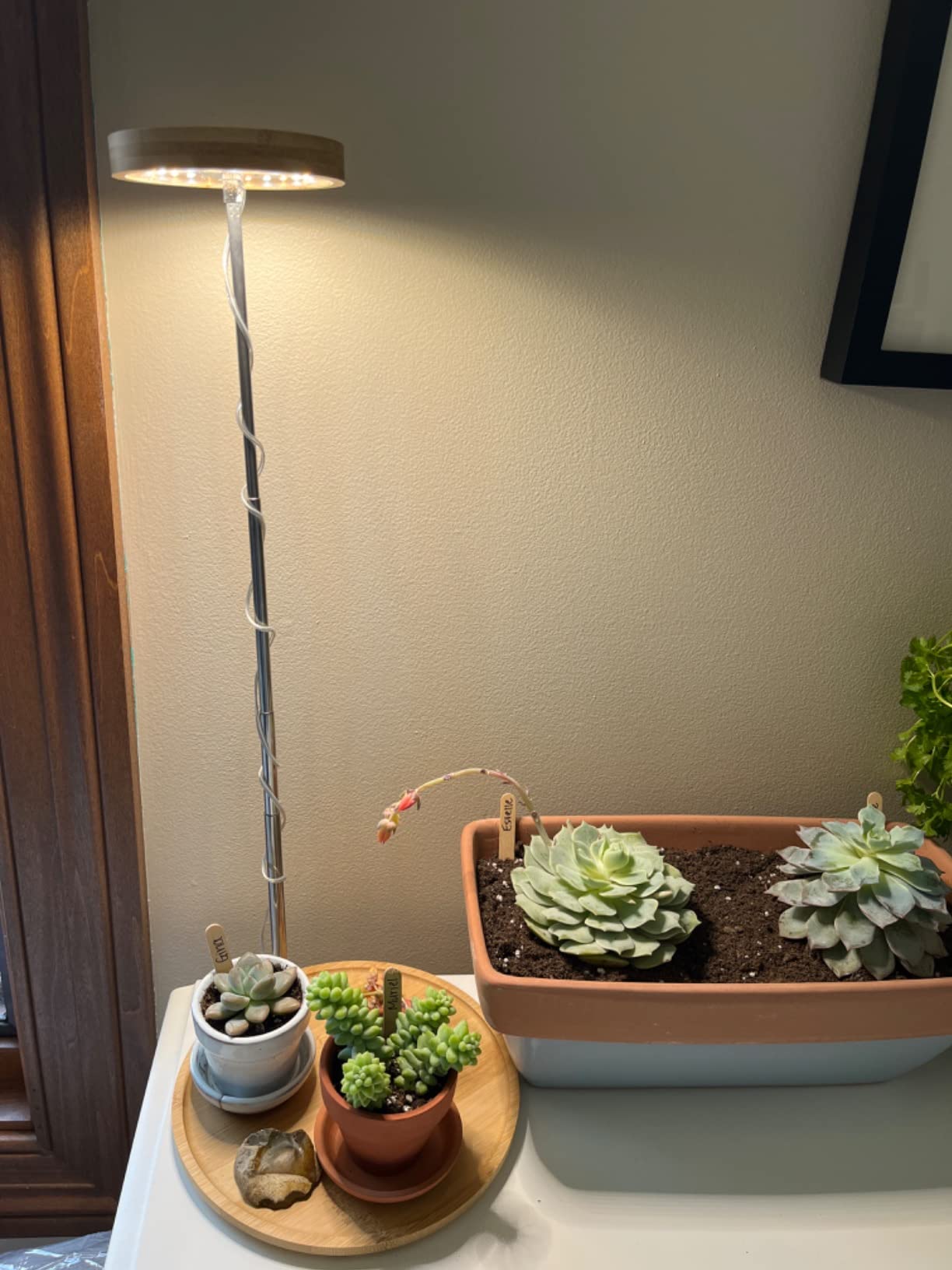 🌱 The Best Light Cycle for Indoor Plants: A Beginner’s Guide