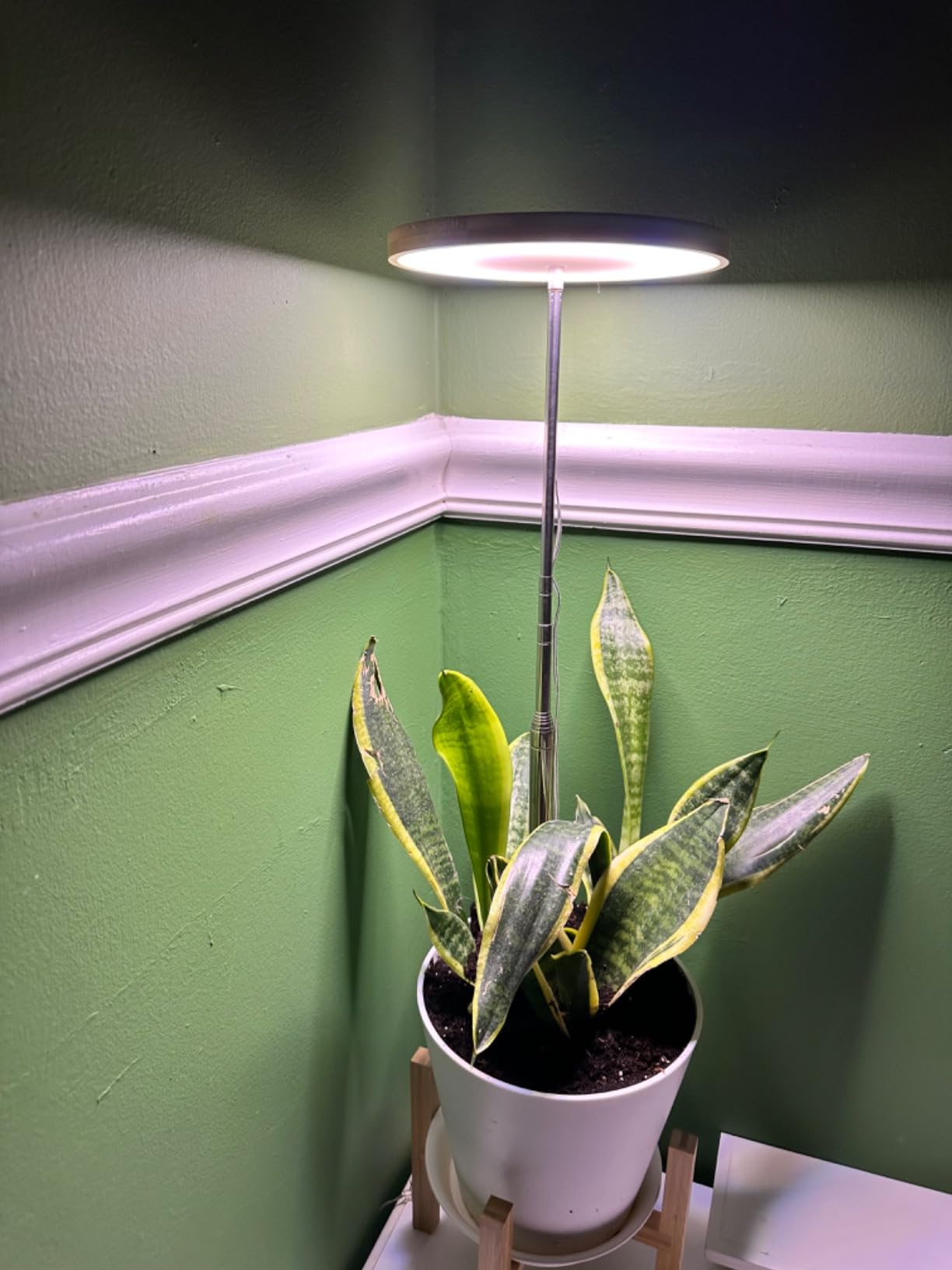 Plant Lights: Illuminating Growth Across Diverse Scenarios