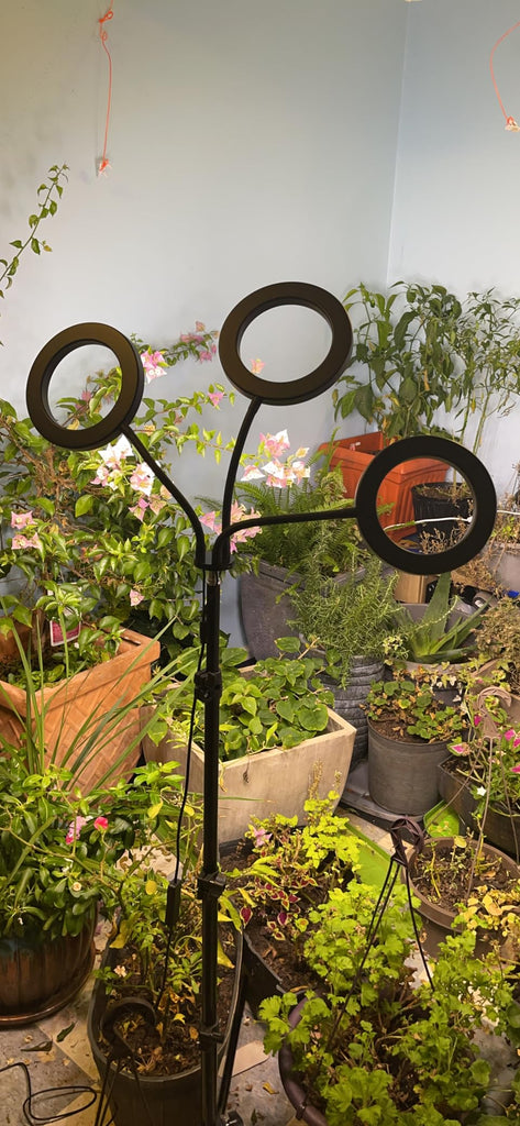 The Definitive Guide to Lighting Requirements for Different Plants