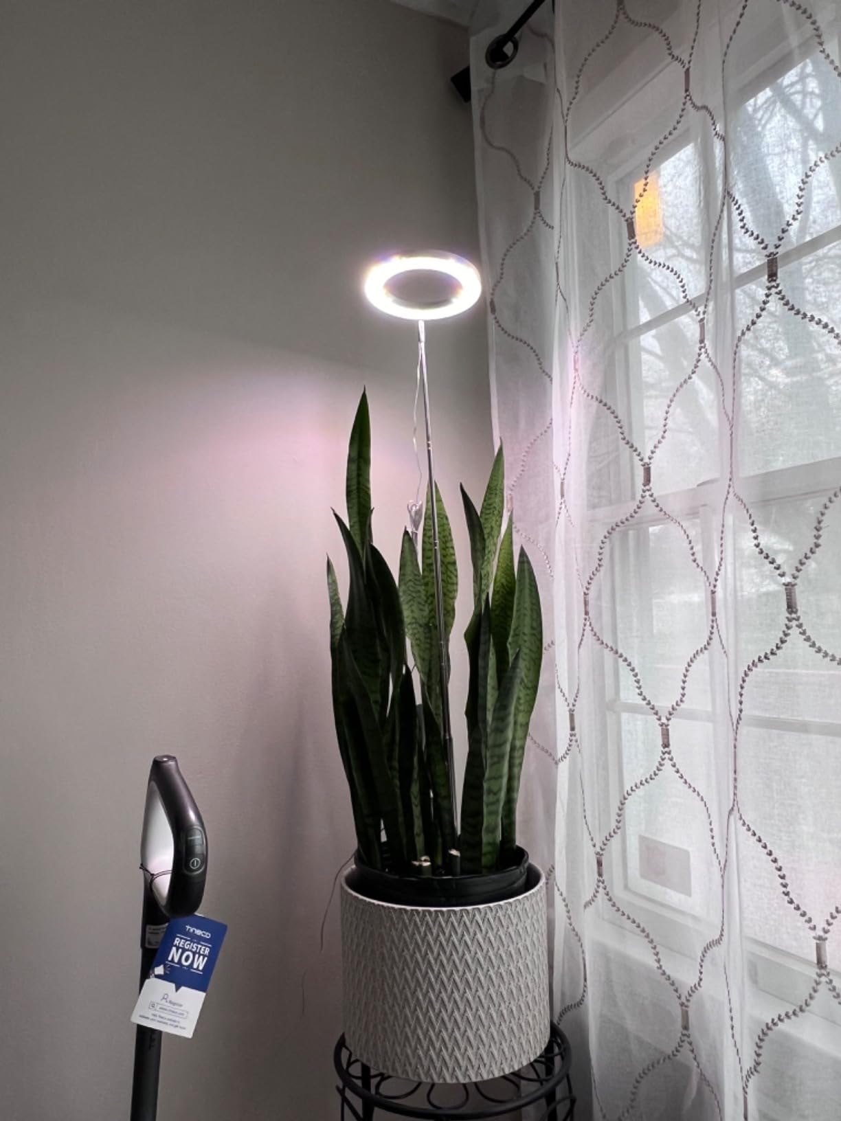 The Real Reason Your Indoor Plants Keep Dying (It’s Not Water)