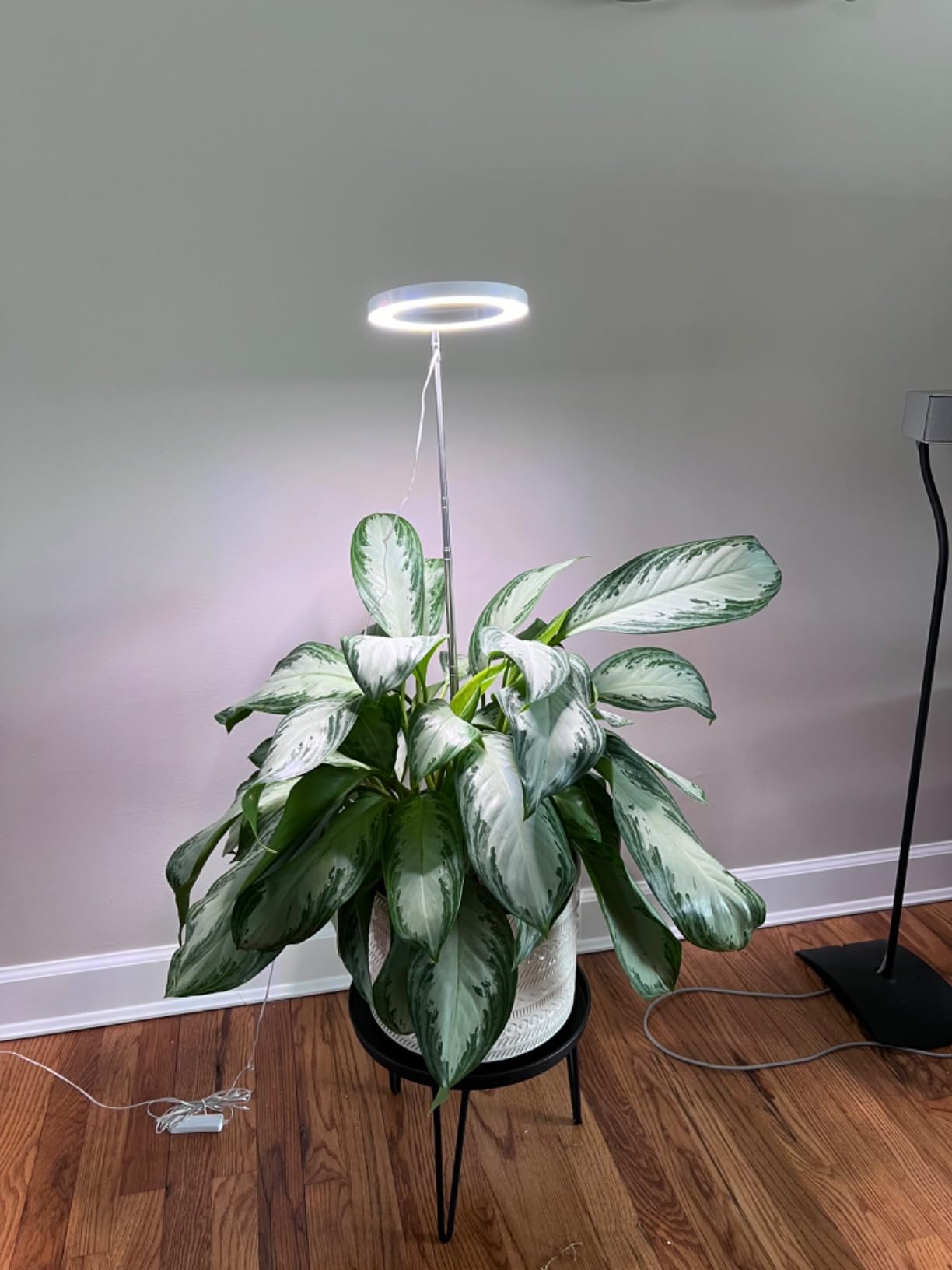 How Plant Lights Transform Your Indoor Space into an Aesthetic Haven