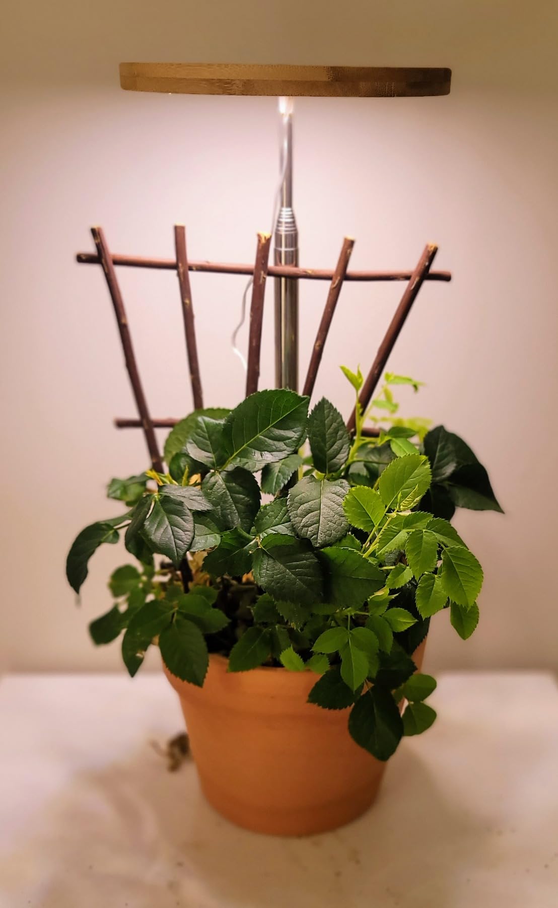 Full - Spectrum Plant Lights: The Warm Sunshine for Plants in Winter