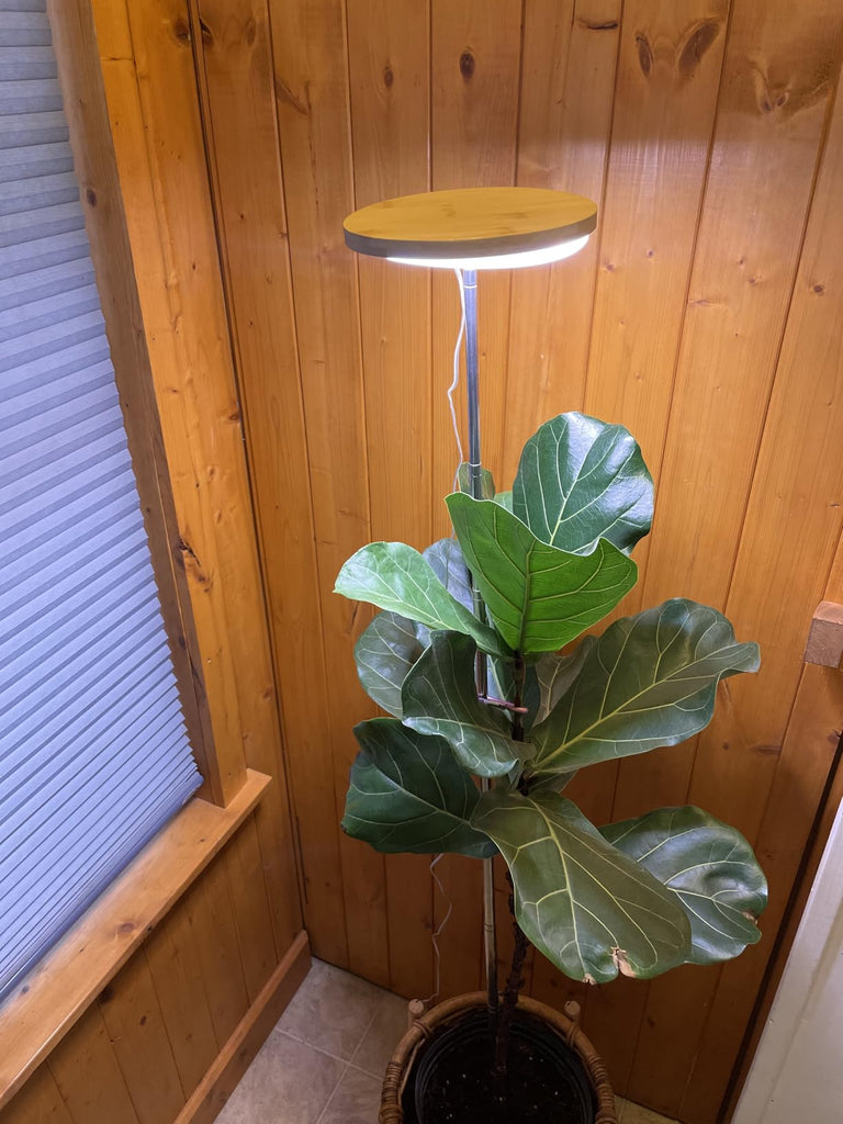 🆘 How to Rescue a Dying Plant Using a Grow Light