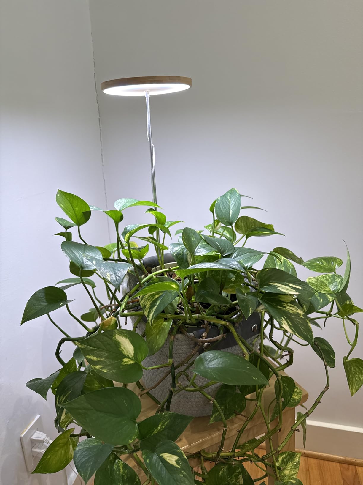 Adjustable Brightness: Giving Your Plants the Right Light at the Right Time