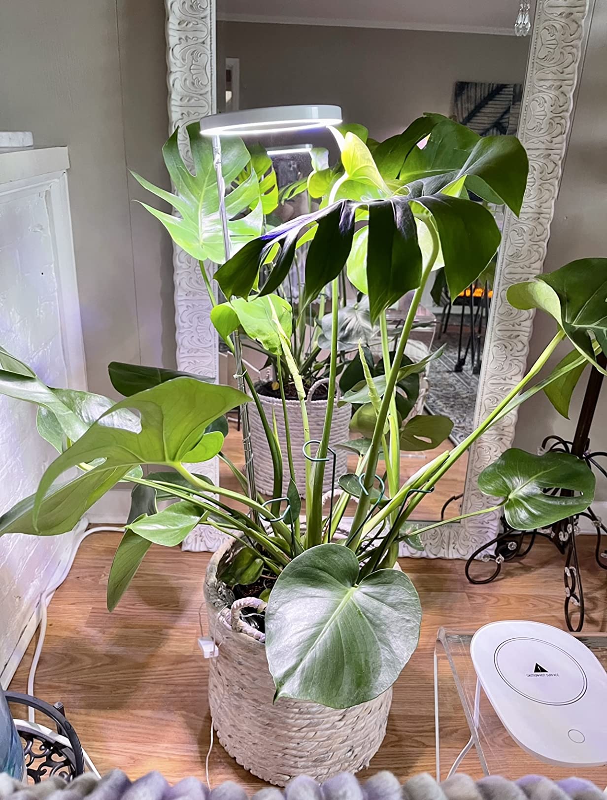 🌱 The Science Behind Full-Spectrum Grow Lights