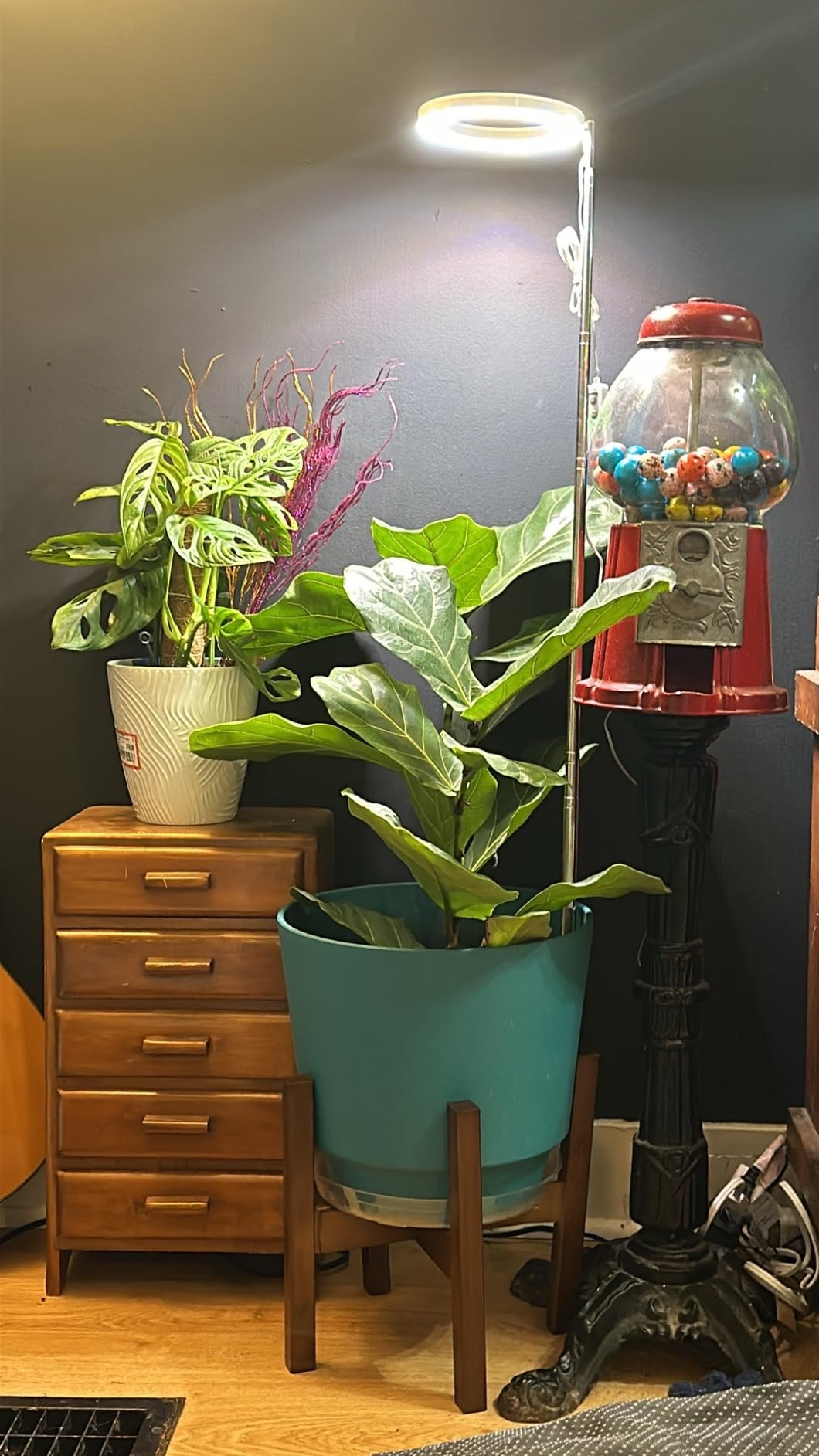 Using Timers and Smart Plugs to Automate Your Indoor Garden