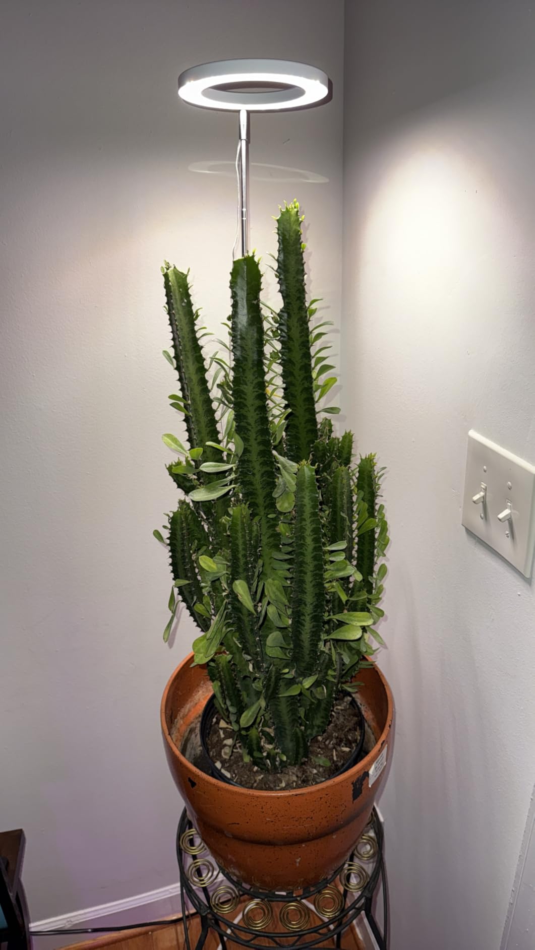 The Benefits of Plant Lights at Each Plant Growth Stage