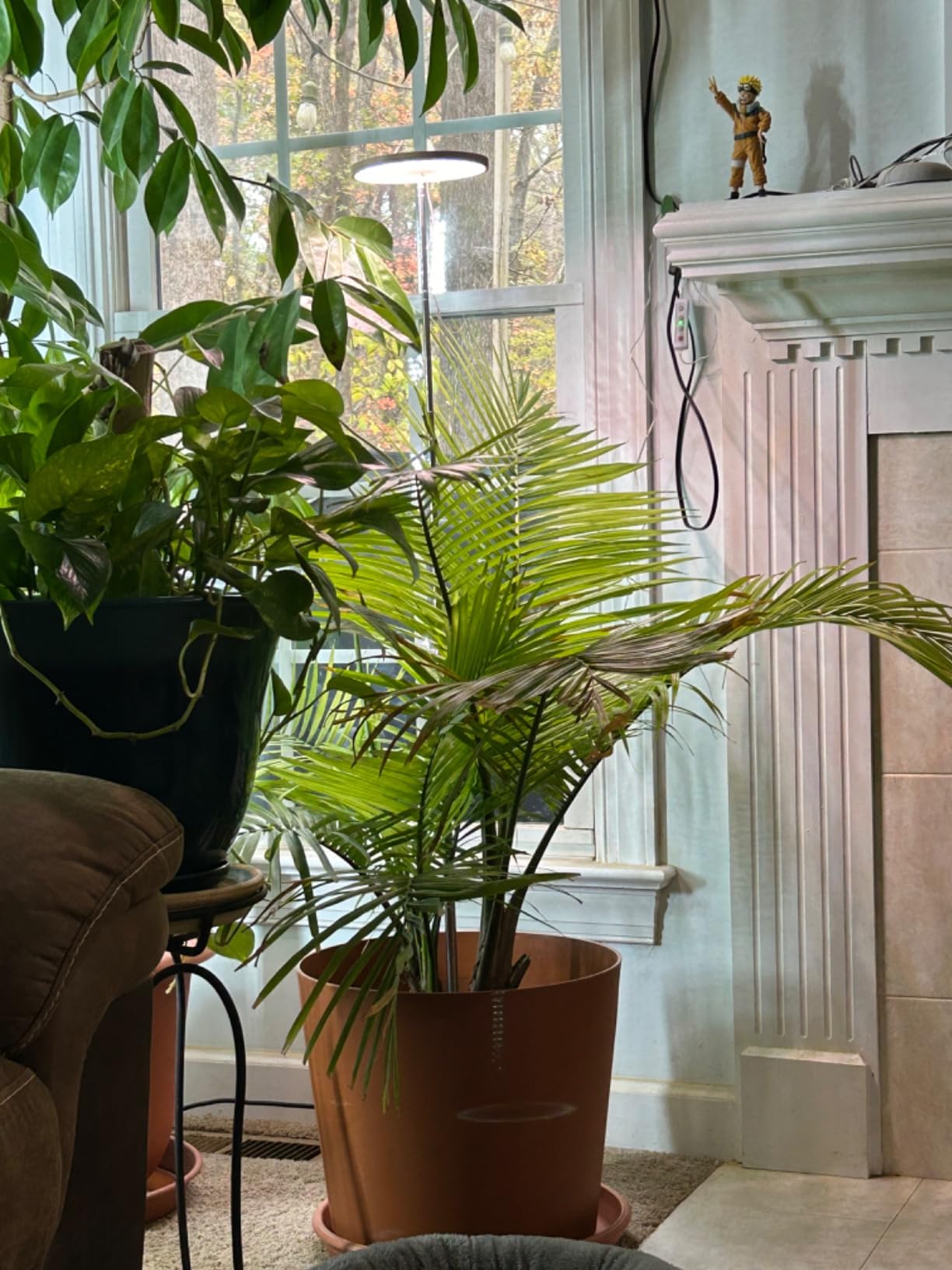 Creative Indoor Plant Displays with Grow Lights