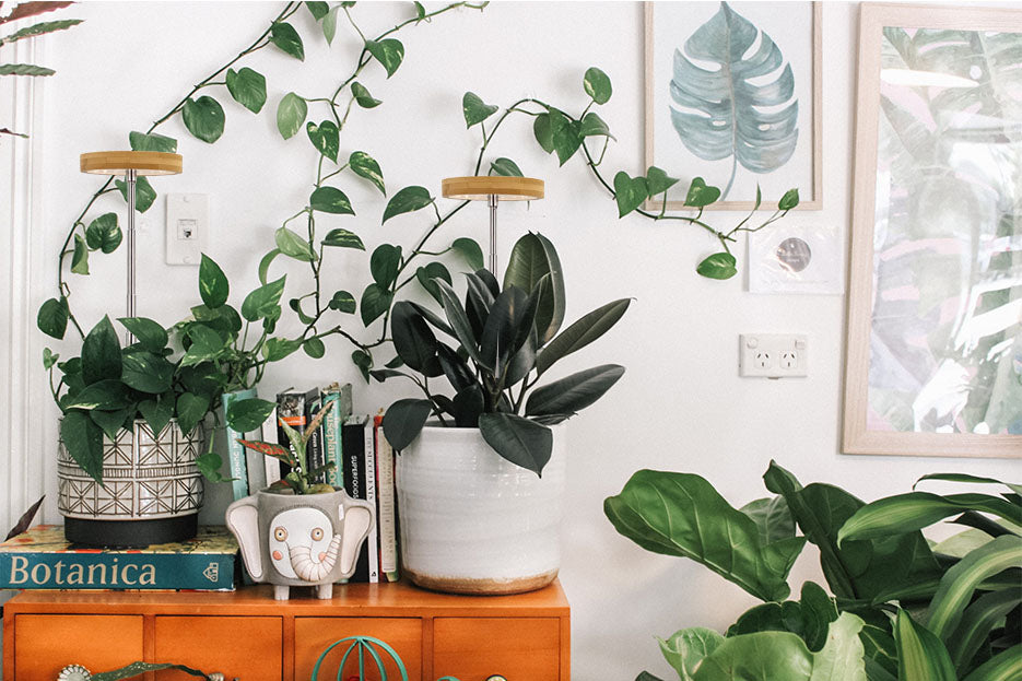 Tips for Taking Care of Indoor Plants and the Benefits of Plant Lights