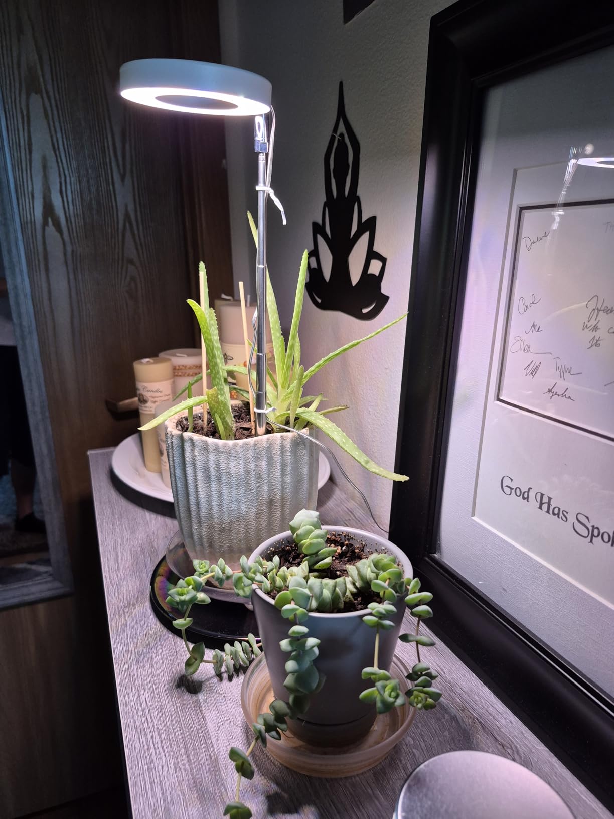 The Best Winter Houseplants for Beginners (And How Grow Lights Help Them Thrive)