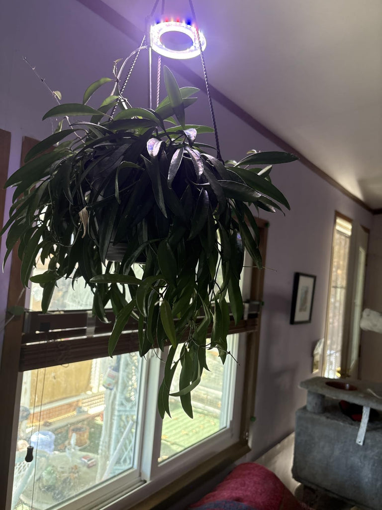 Common Indoor Plant Problems in January and How Grow Lights Can Help