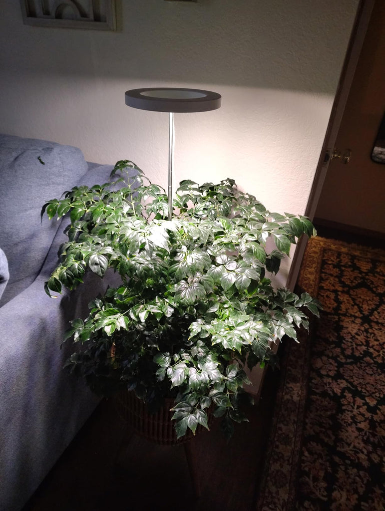 Top Winter Plant Care Tips for February