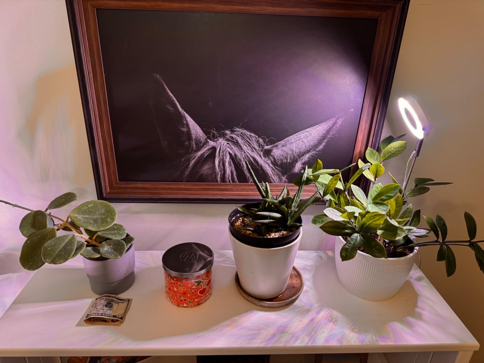 Humidity, Light, and Water: The Winter Plant Survival Guide