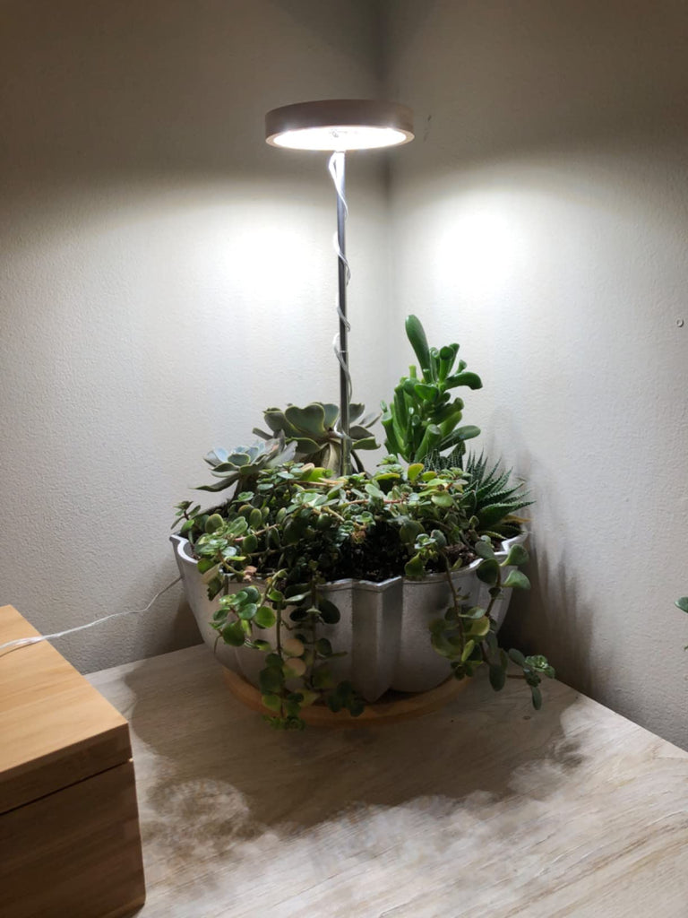 Create a Calm Indoor Garden with the Right Plant Light