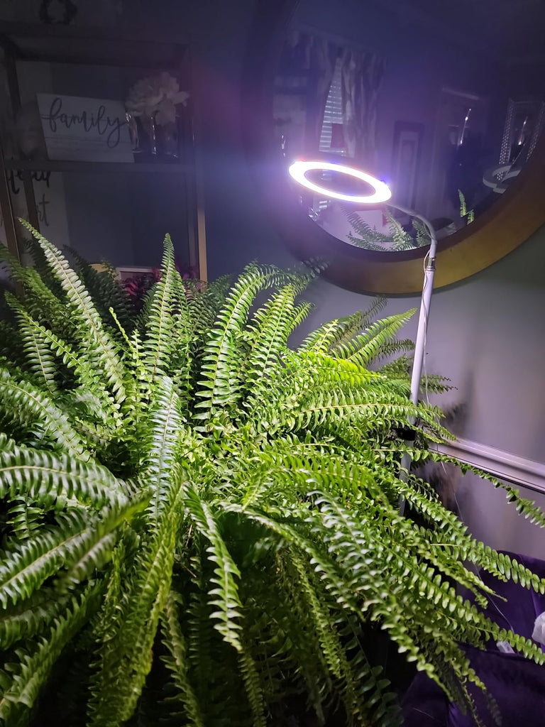 Mastering the Art of Creating Ideal Lighting for Plants with Plant Lights