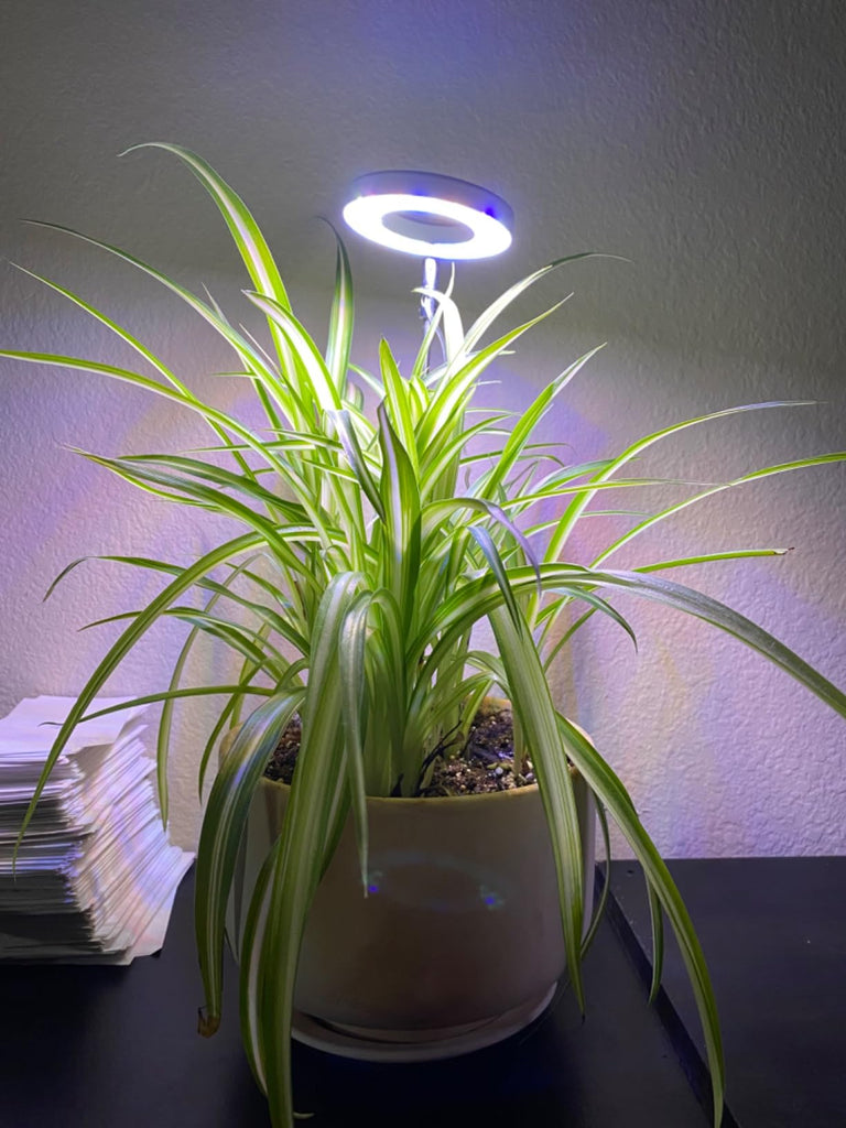 Illuminating Growth: A Guide to Choosing and Using Plant Grow Lights