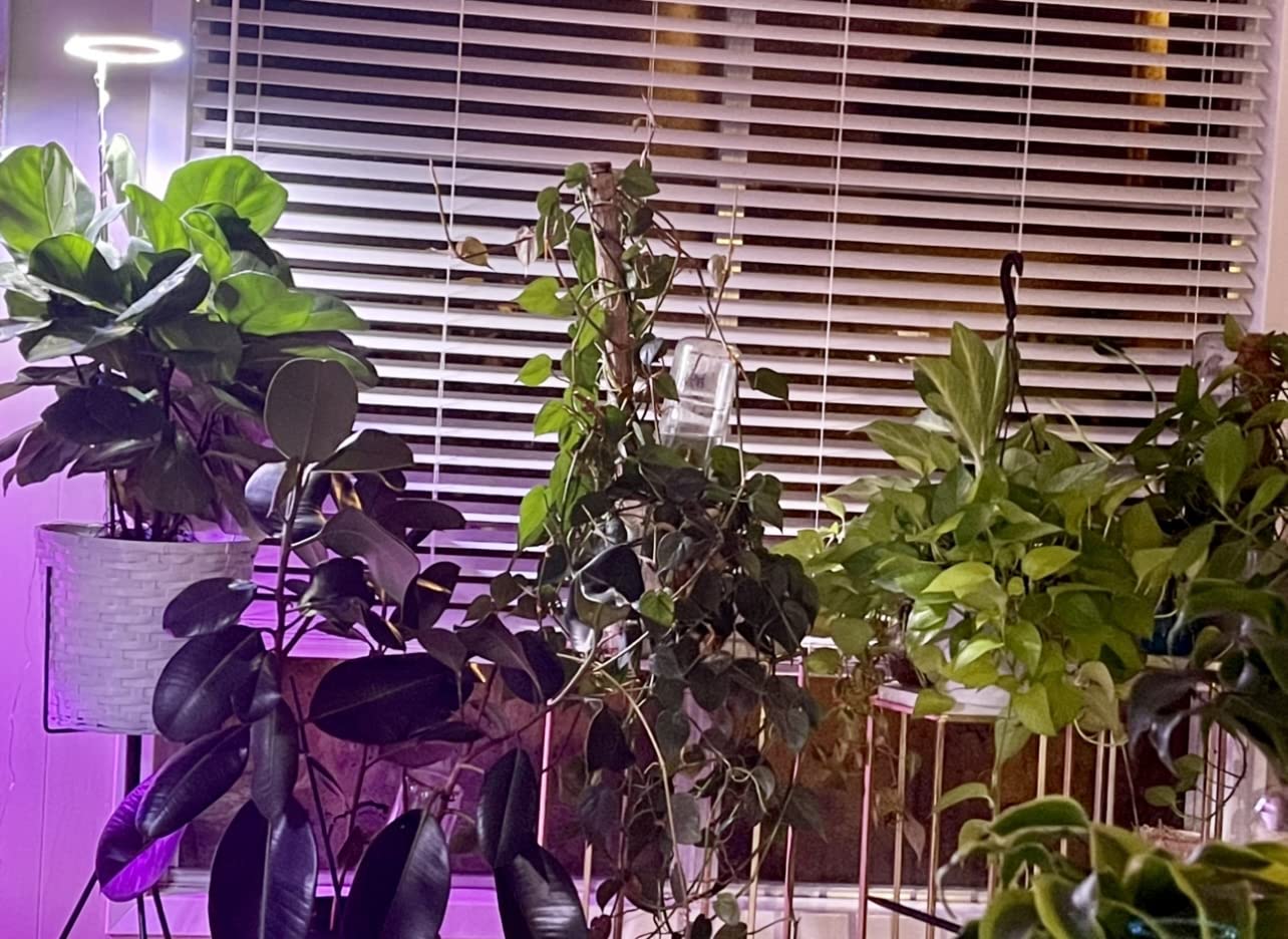🌱 How to Choose the Right Grow Light for Your Plants
