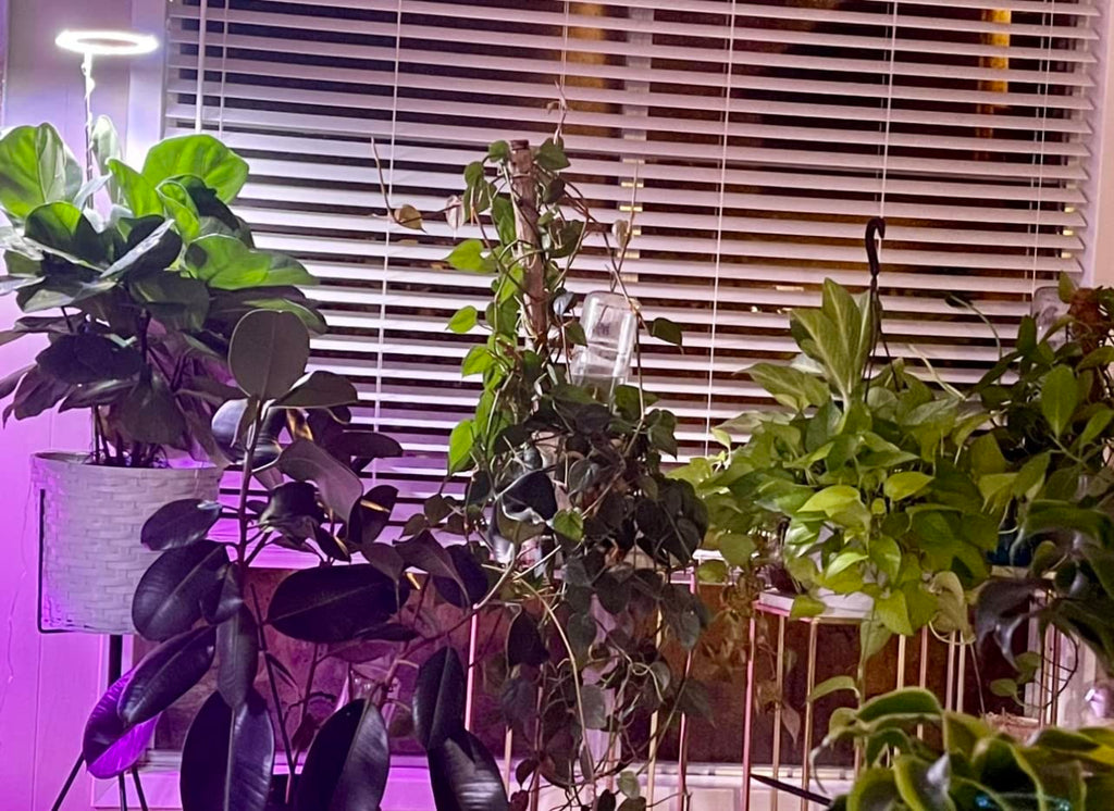 🌱 How to Choose the Right Grow Light for Your Plants