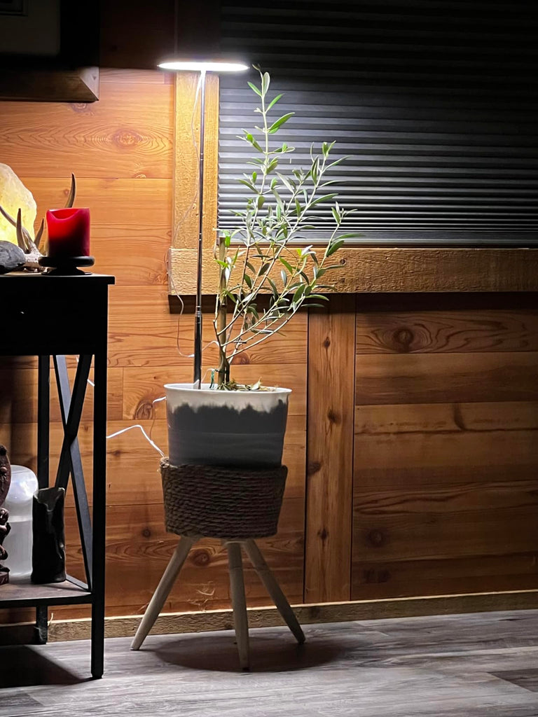 Best Grow Light for Desk Plants and Small Spaces