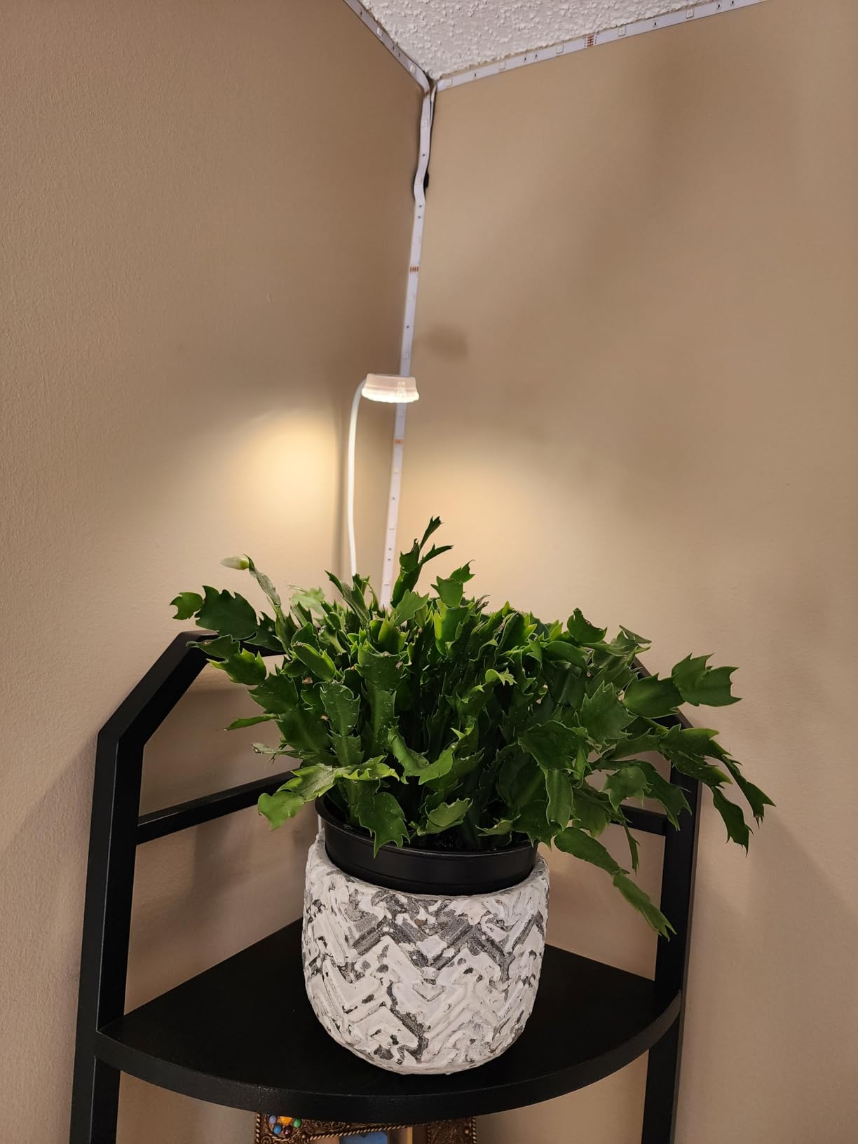 🌱 Winter Plant Care: Why Grow Lights Are Essential