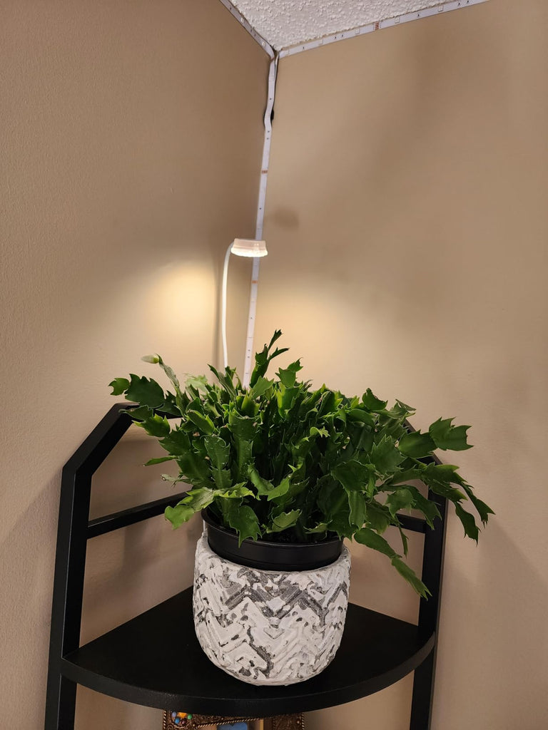 🌱 Winter Plant Care: Why Grow Lights Are Essential