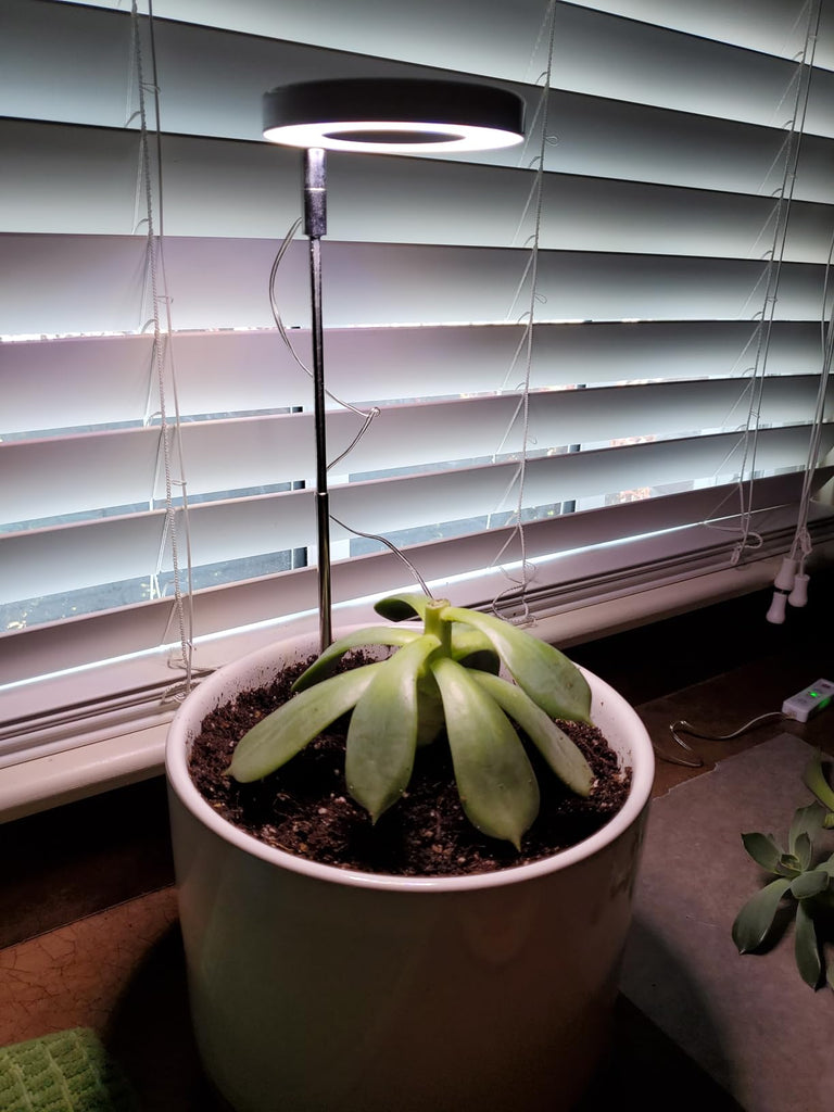 Do You Really Need a Grow Light? 5 Signs Your Plants Do