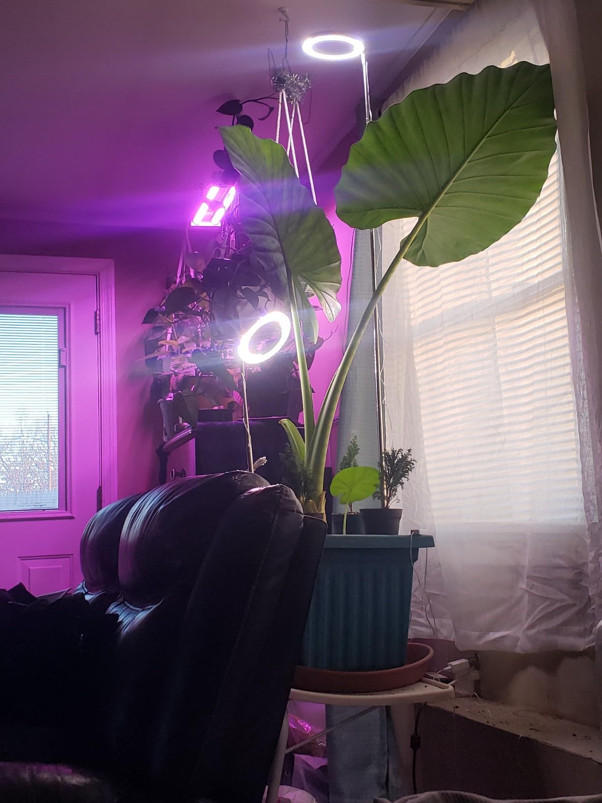 Small Space, Big Garden: Using Grow Lights in Apartments