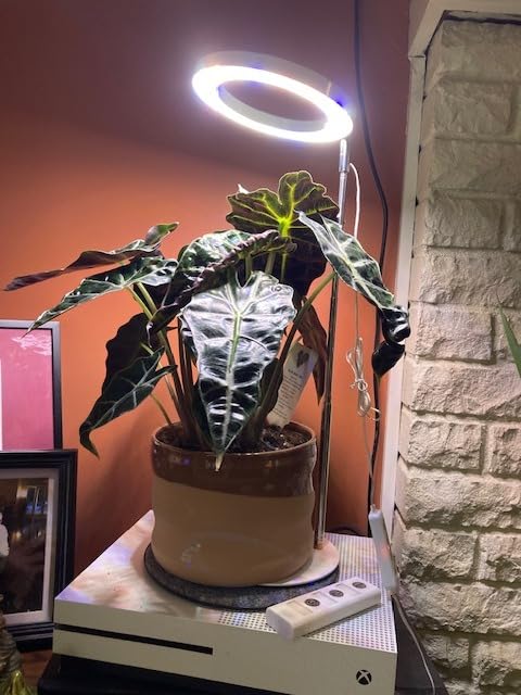 Revive Your Indoor Plants with the Right Grow Light