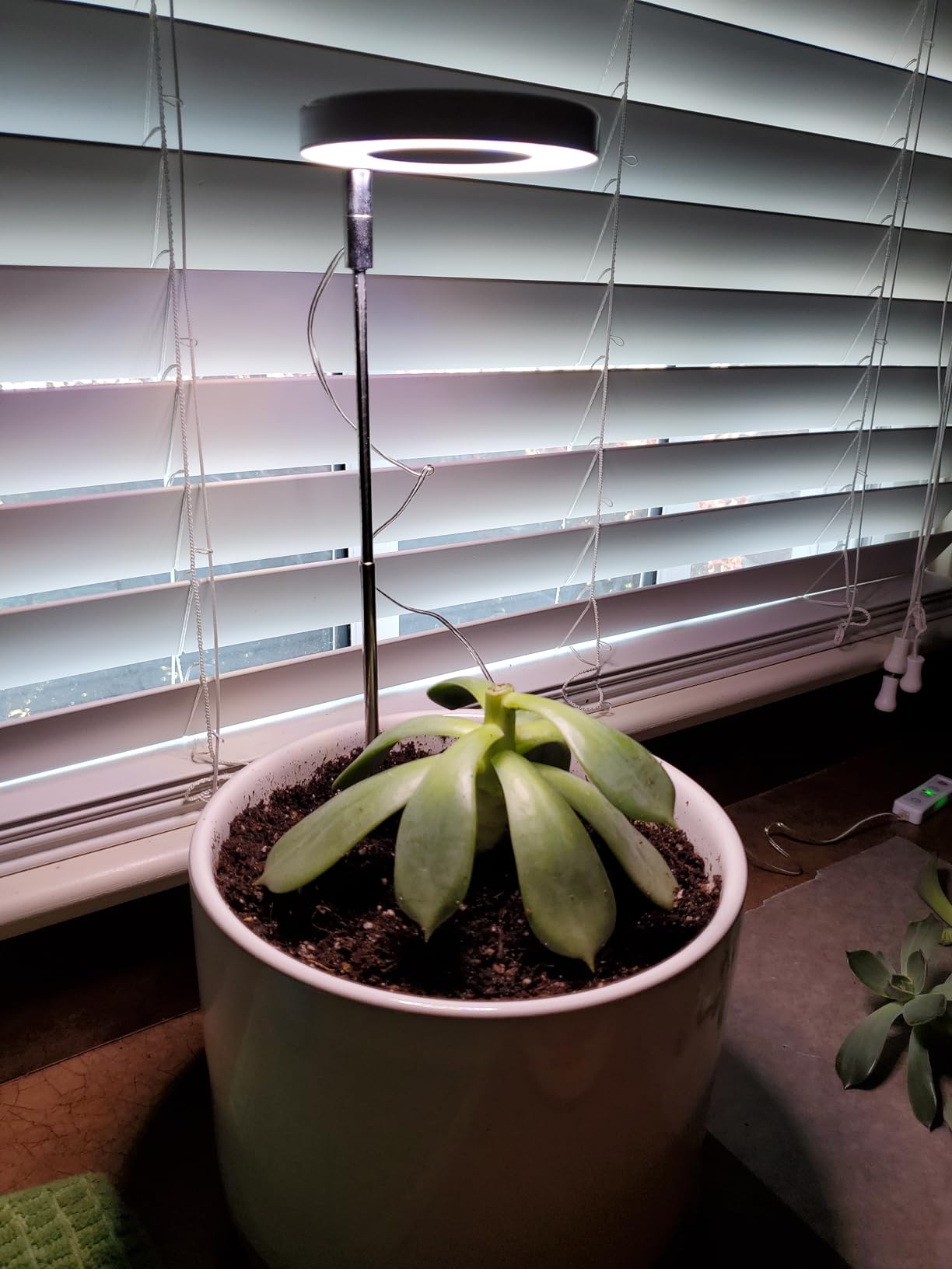 Illuminating Growth: Unveiling the Magic of Plant Grow Lights