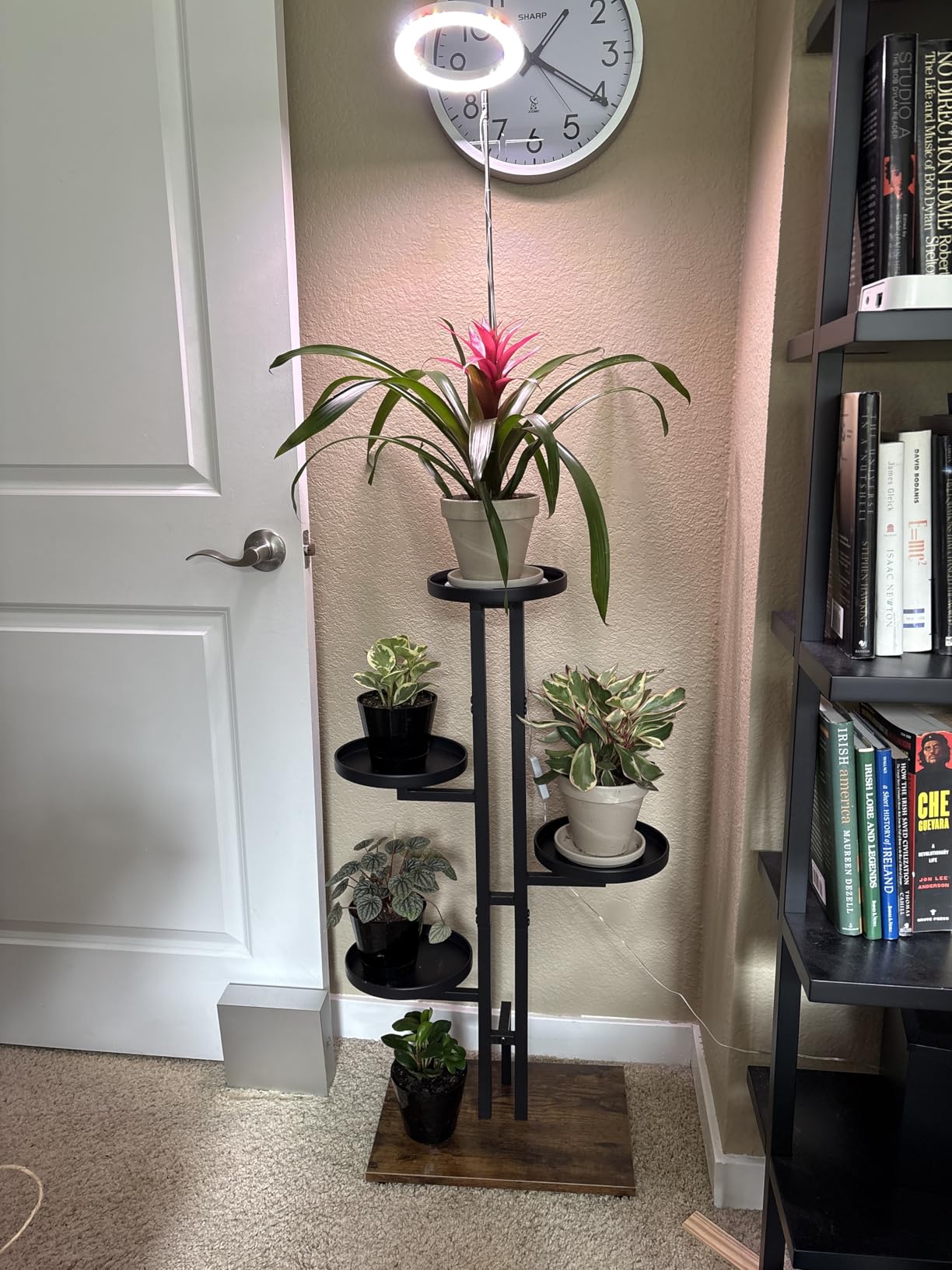 Why Timer-Controlled Grow Lights Are a Game-Changer for Indoor Plant Lovers