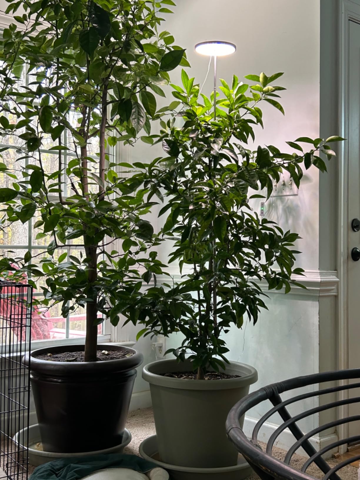 Maximizing Small Space Gardening with LED Grow Lights