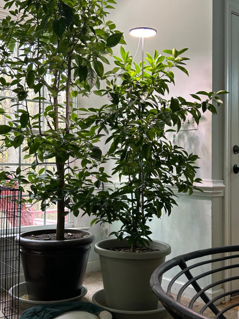 Maximizing Small Space Gardening with LED Grow Lights